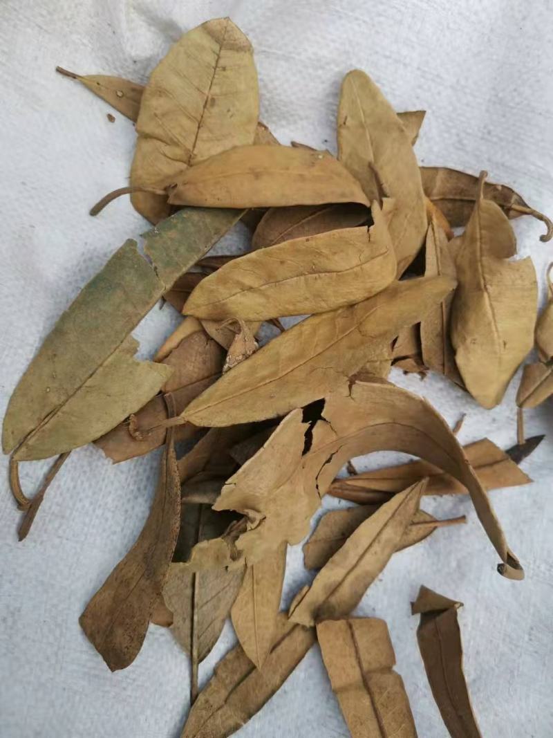 满山红叶中药材常年经营冷背药材！欢迎选购！