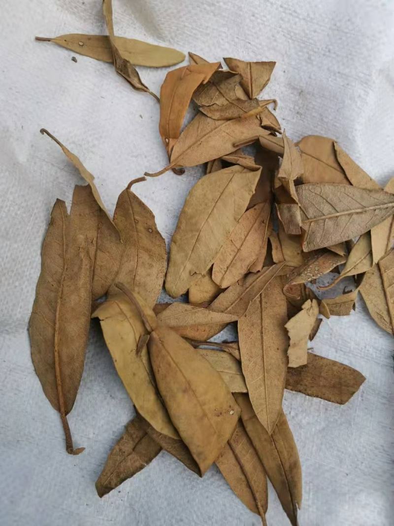 满山红叶中药材常年经营冷背药材！欢迎选购！