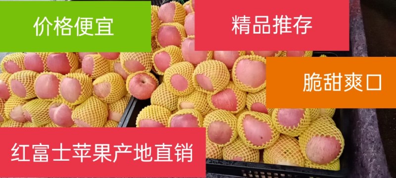红富士苹果产地，条纹红富士，一手货源，价格真实！诚信经营