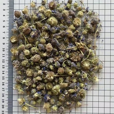 蓝盆花冷背中药材干货欢迎选购！