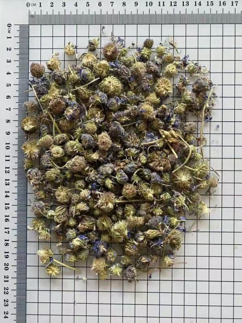 蓝盆花冷背中药材干货欢迎选购！