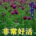 千日红种子千日紫观花种子百日红火球花景观绿化易活花籽庭