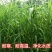 小米草种子雀叶稗湖南稷子高产水草鱼虾蟹牧草耐水淹