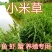 小米草种子雀叶稗湖南稷子高产水草鱼虾蟹牧草耐水淹