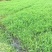 小米草种子雀叶稗湖南稷子高产水草鱼虾蟹牧草耐水淹