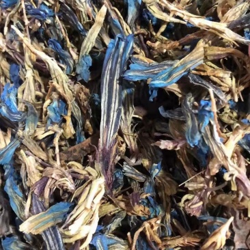 肋柱花中药材冷背专营欢迎选购量大从优