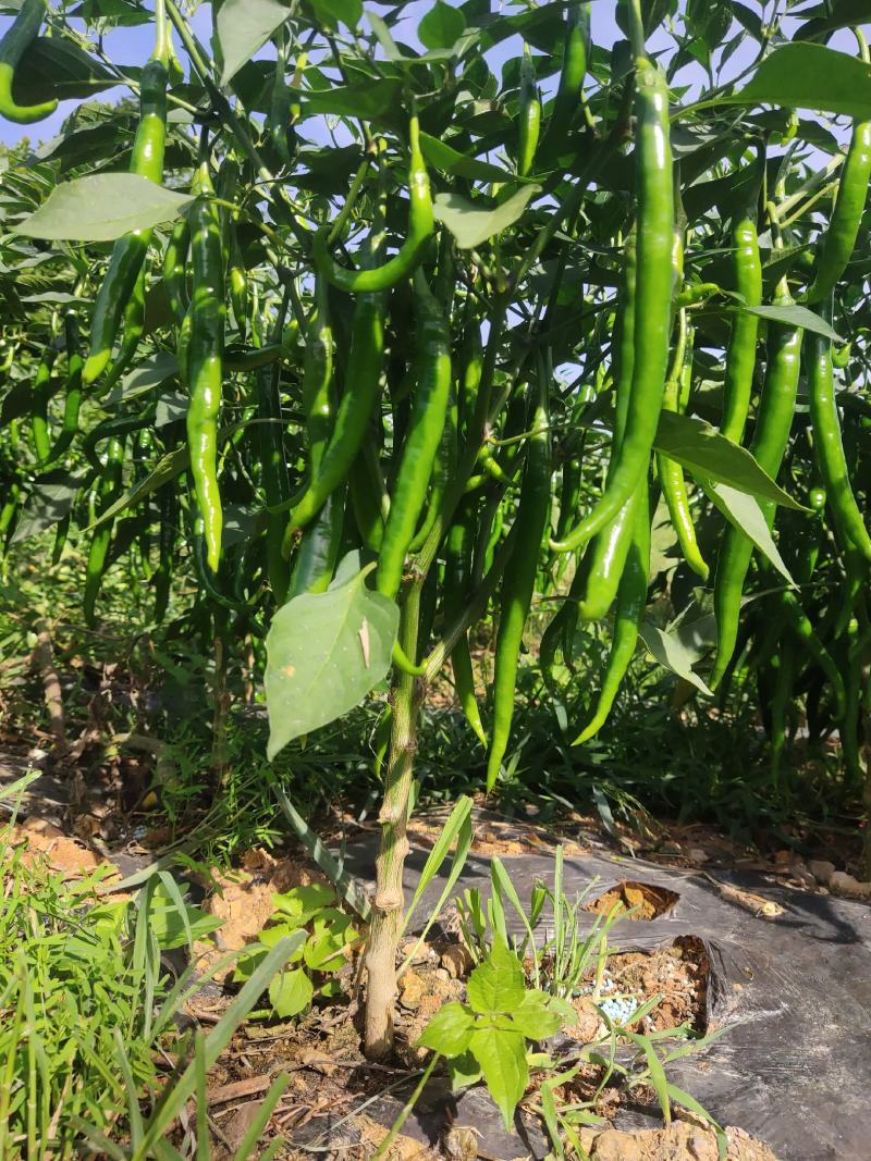 硬皮3号线椒，货源充足
