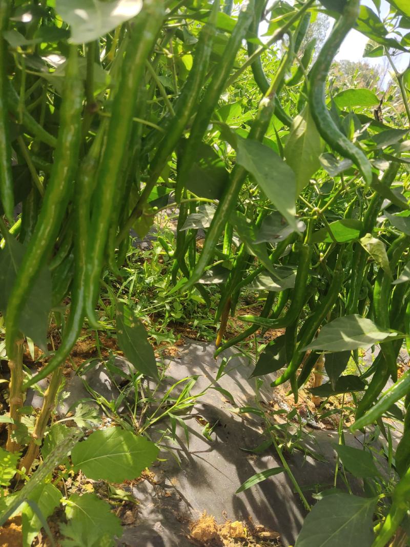 硬皮3号线椒，货源充足