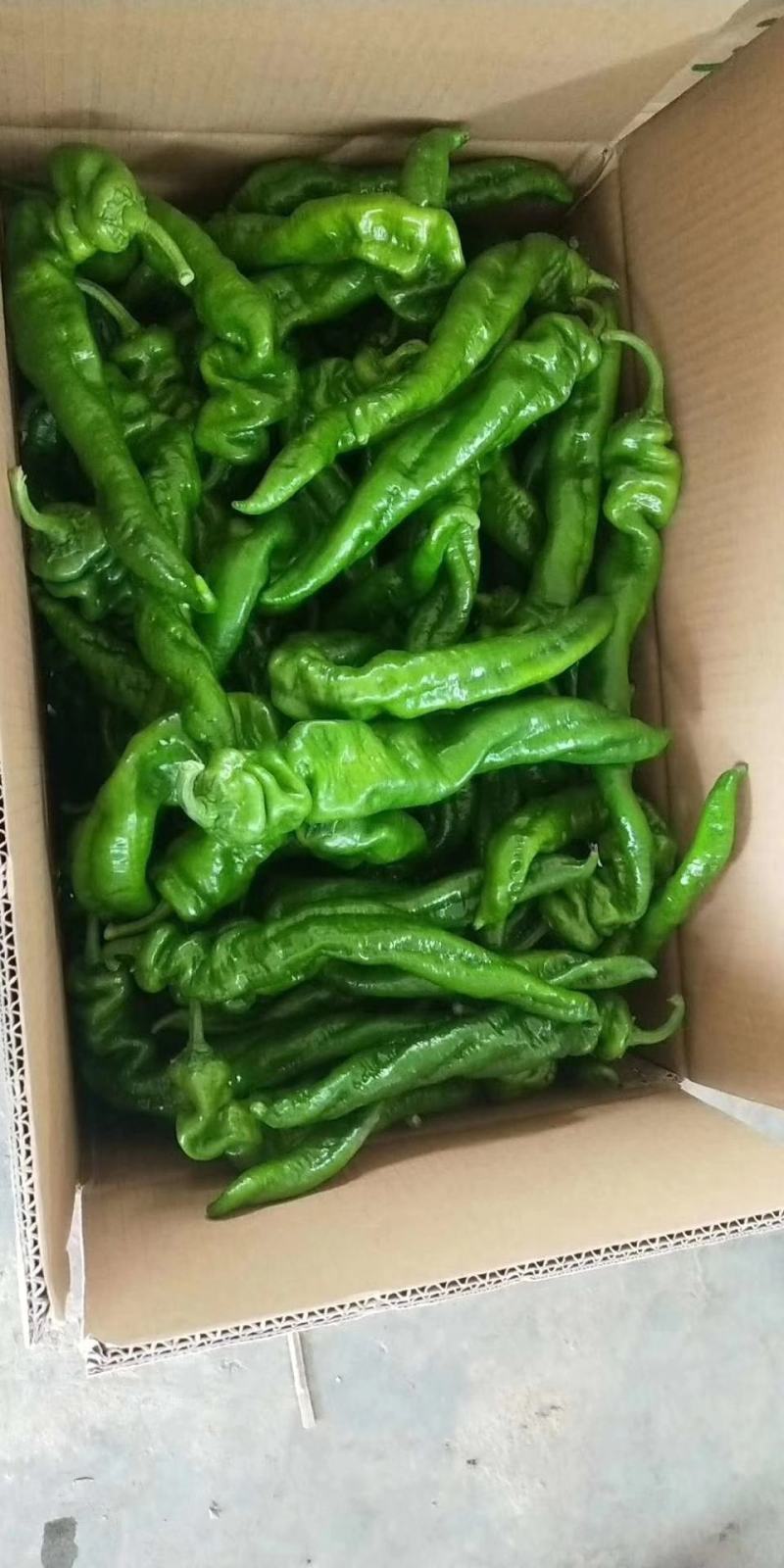 螺丝椒，博皮，青绿色希望全国各地客商前来采购