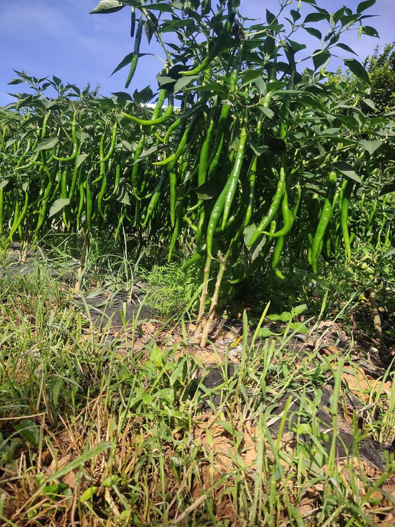 硬皮3号线椒，货源充足