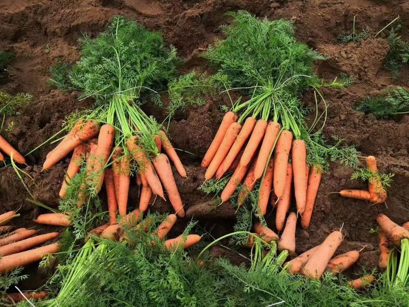 【精选】优质带叶胡萝卜基地直供现挖现发品质保量
