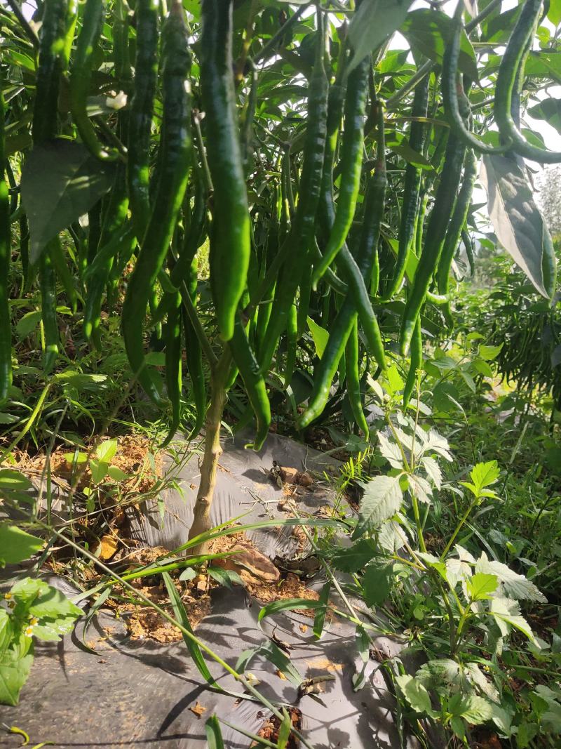 硬皮3号线椒，货源充足