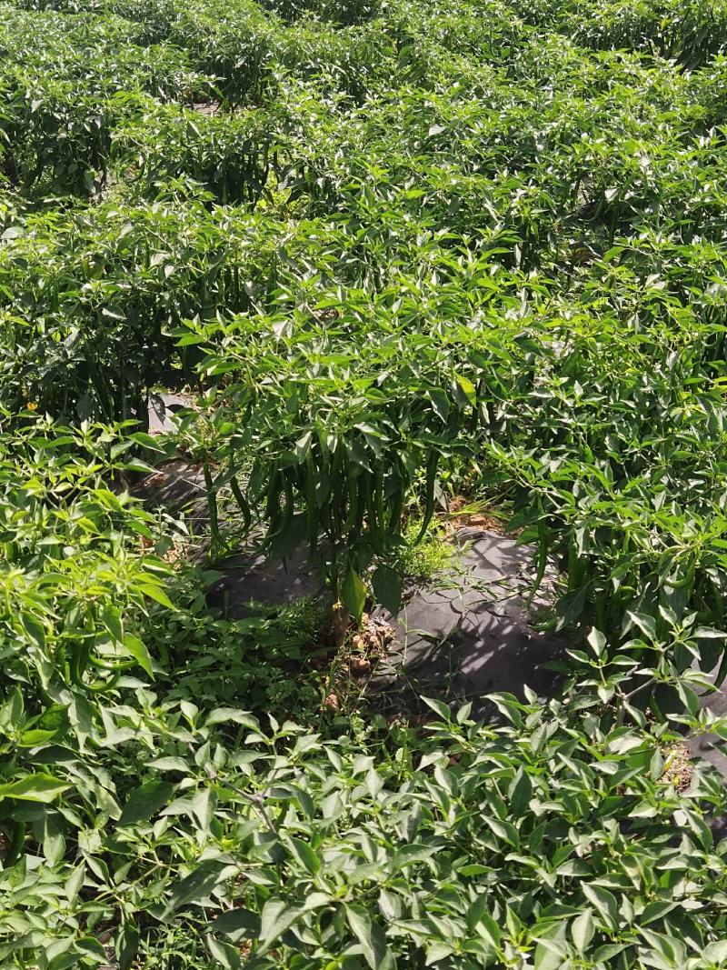 硬皮3号线椒，货源充足