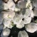 散花
