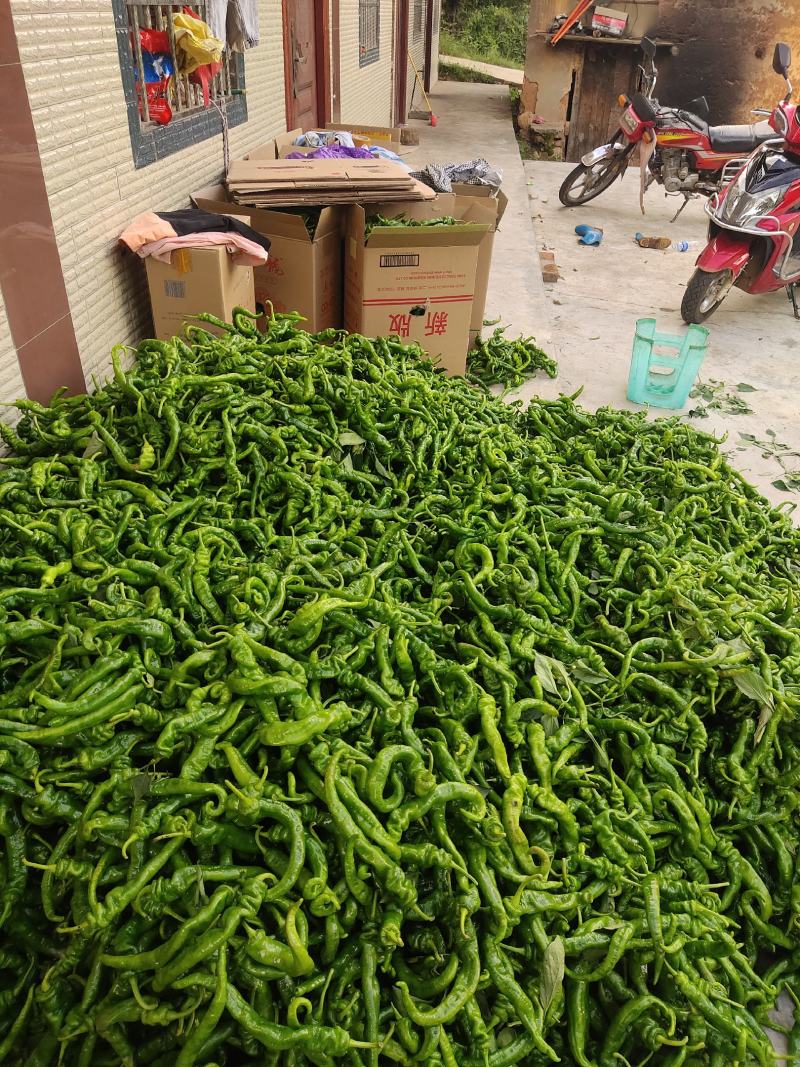 螺丝椒大量上市