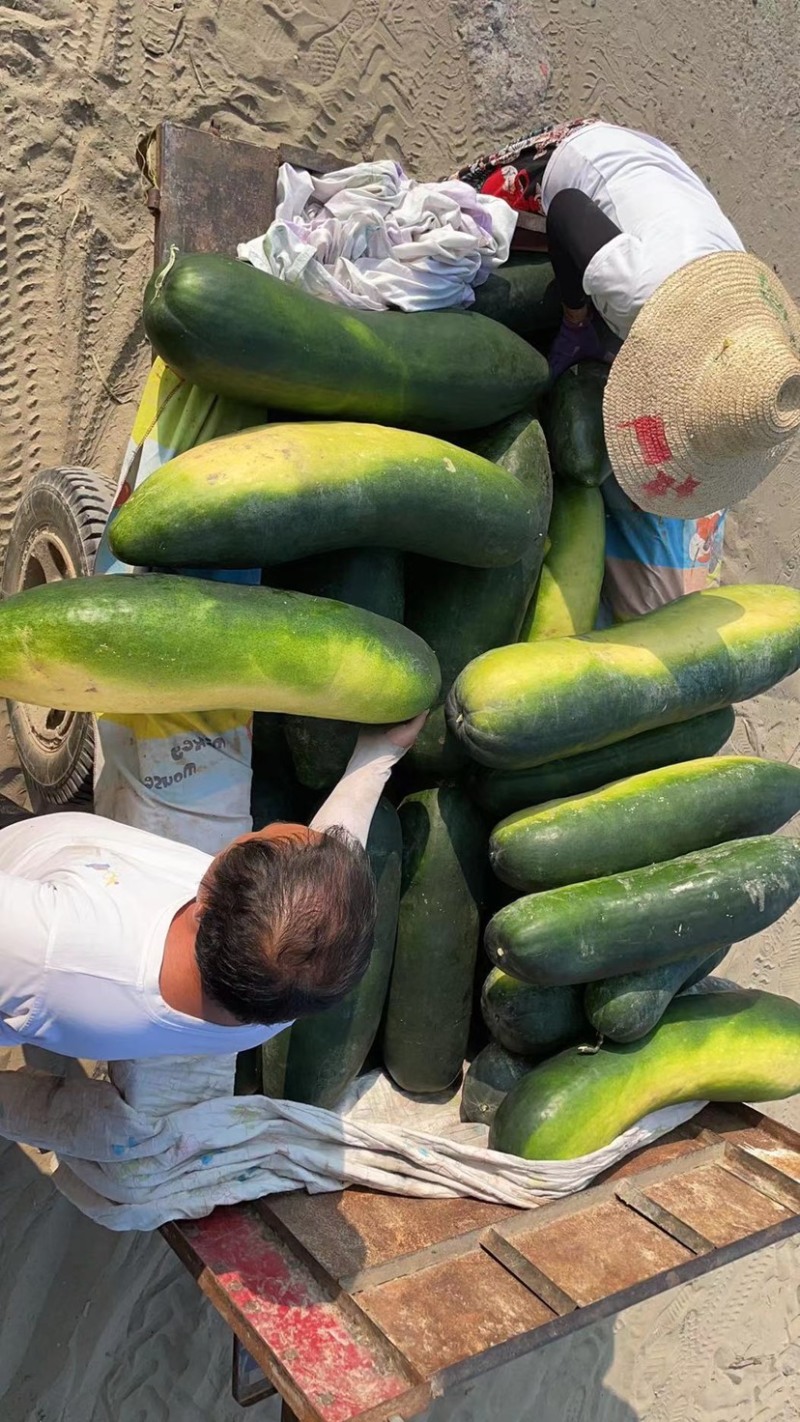 精品地冬瓜，18斤起步，大量上市保证质量，欢迎老板咨询