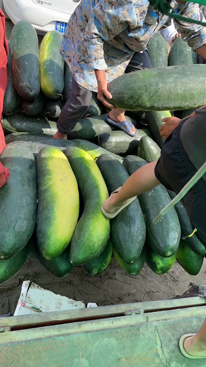 精品地冬瓜，18斤起步，大量上市保证质量，欢迎老板咨询