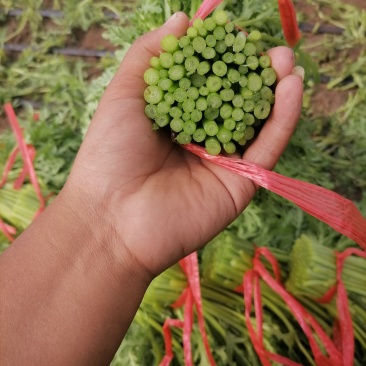 张北县茼蒿