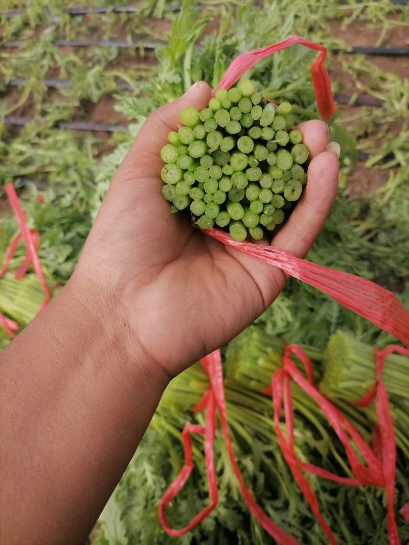 张北县茼蒿