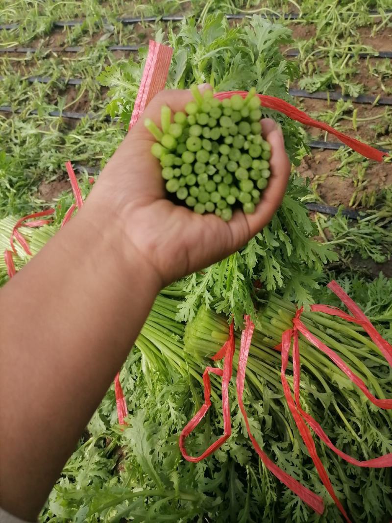 张北县茼蒿