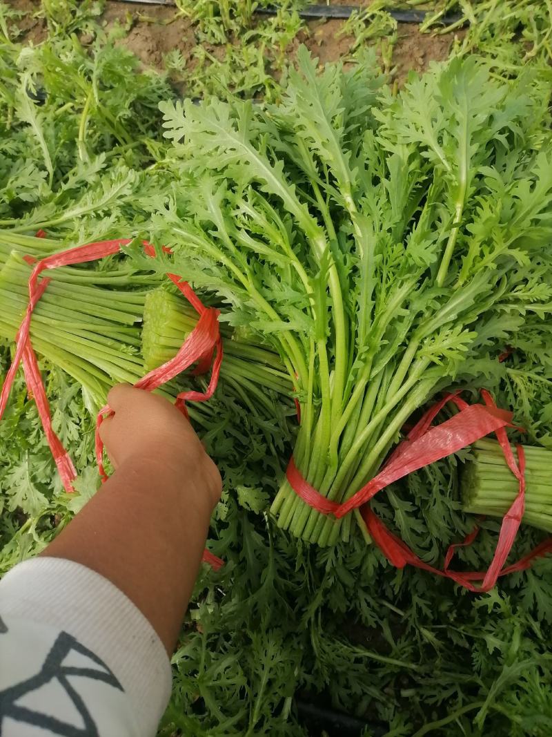 张北县茼蒿