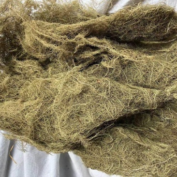 云雾草量大从优常年经营各种中药材
