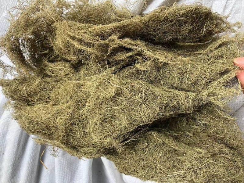 云雾草量大从优常年经营各种中药材