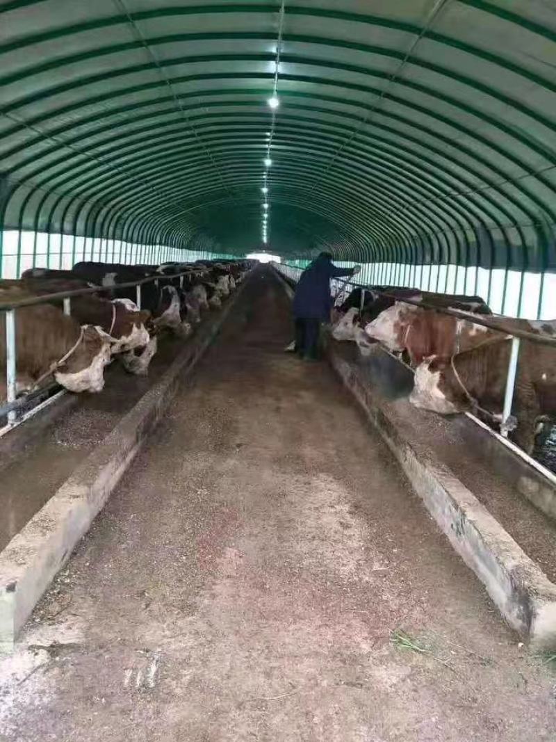 专业生产新型养殖大棚牛棚羊棚猪棚全国发货包建