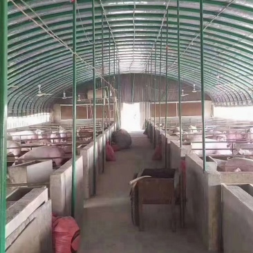 专业生产新型养殖大棚牛棚羊棚猪棚全国发货包建