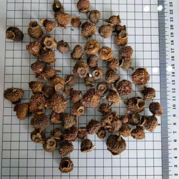 刺梨常年经营各种中药材欢迎选购！