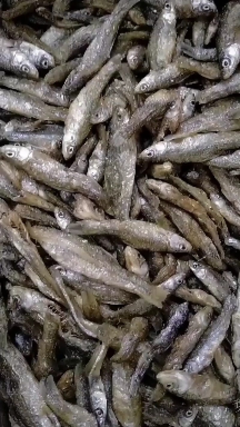 江西麦穗鱼，油炸麦穗，仁子鱼，嫩子鱼，全干