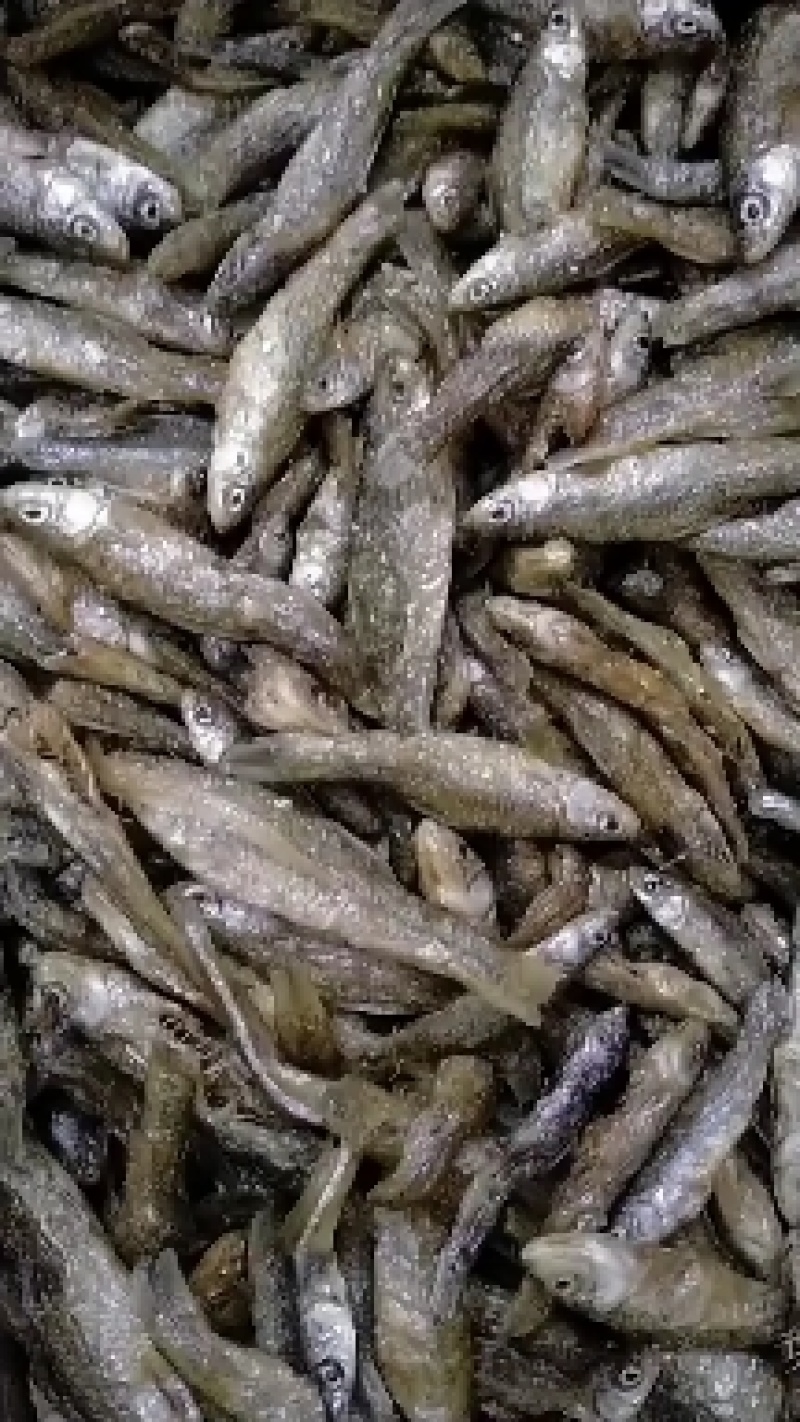 江西麦穗鱼，油炸麦穗，仁子鱼，嫩子鱼，全干