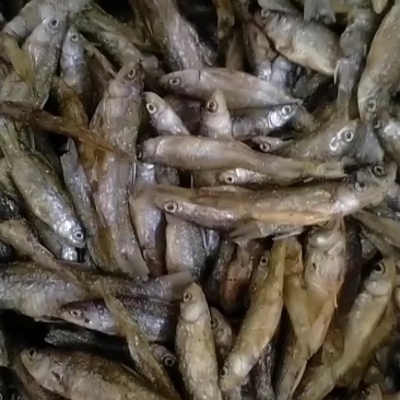 江西麦穗鱼，油炸麦穗，仁子鱼，嫩子鱼，全干