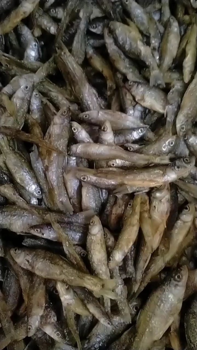 江西麦穗鱼，油炸麦穗，仁子鱼，嫩子鱼，全干