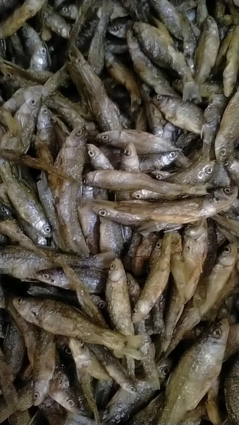 江西麦穗鱼，油炸麦穗，仁子鱼，嫩子鱼，全干