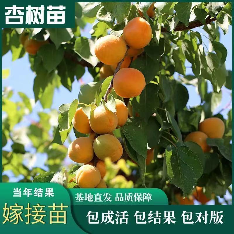 嫁接杏树苗当年结果特大巨蜜王杏子果树苗盆栽地栽南北方种植