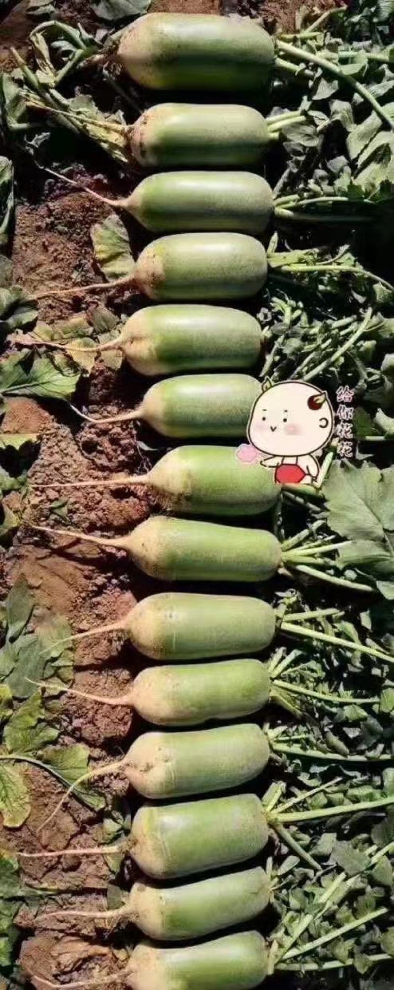 萝卜