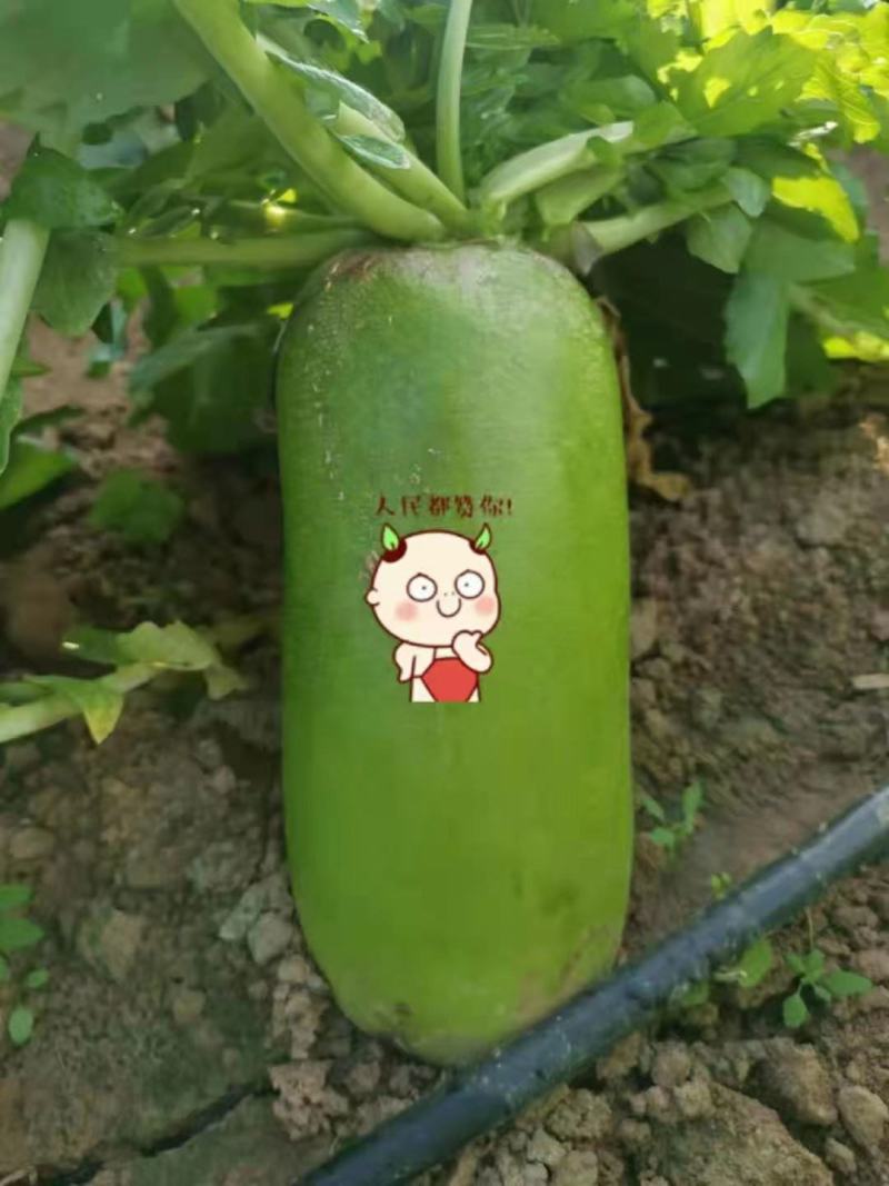 萝卜