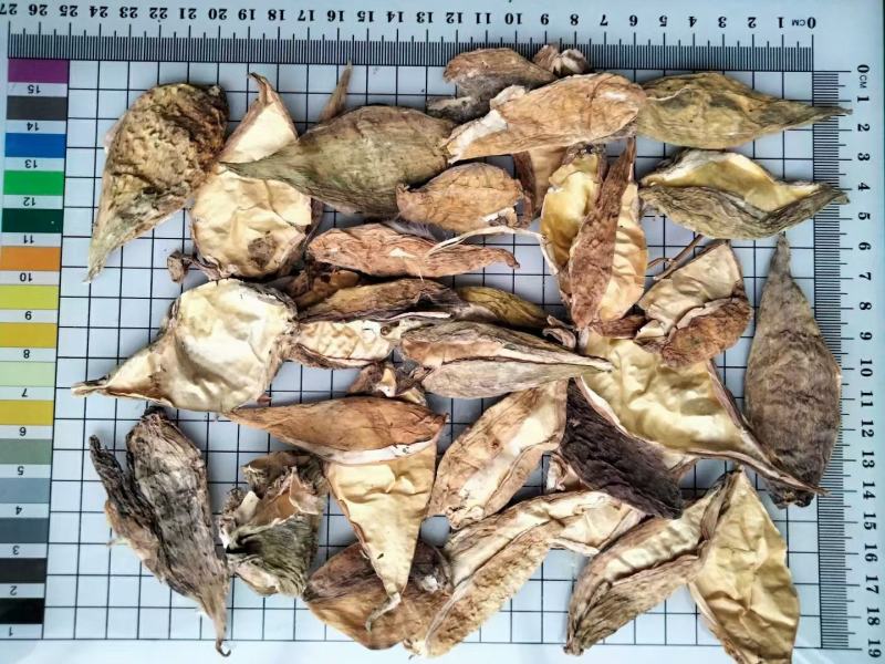 天浆壳量大从优常年经营各种中药材欢迎选购！