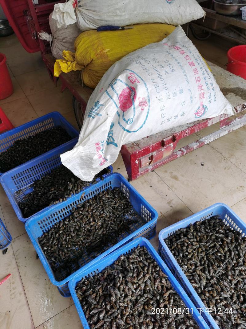 【物美价廉】广西精品山坑螺产地直发保质保量欢迎选购