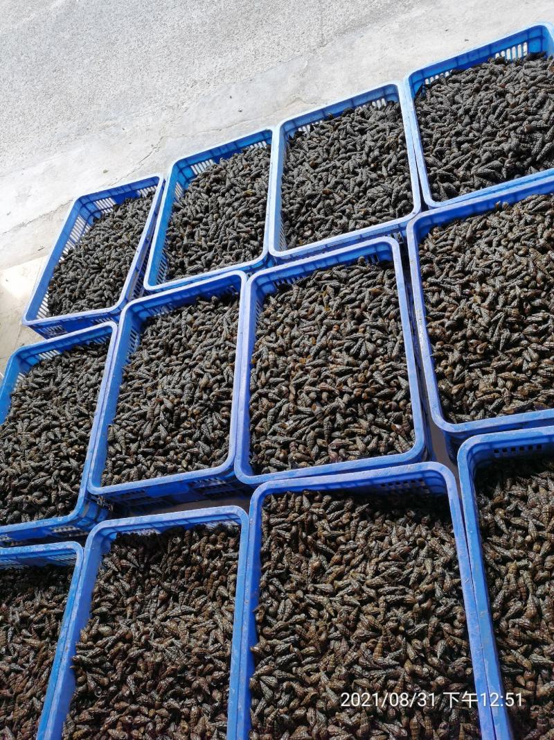 【物美价廉】广西精品山坑螺产地直发保质保量欢迎选购