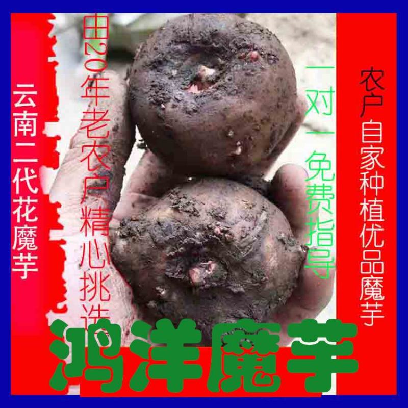 3魔芋魔芋豆腐专用云南花魔芋魔芋