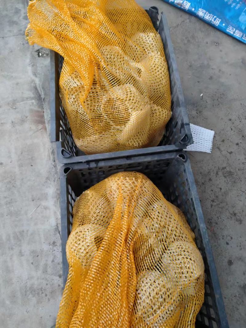 3魔芋魔芋豆腐专用云南花魔芋魔芋