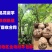 3魔芋魔芋豆腐专用云南花魔芋魔芋