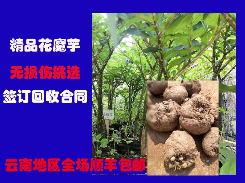 3魔芋魔芋豆腐专用云南花魔芋魔芋