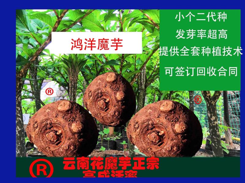 3魔芋魔芋豆腐专用云南花魔芋魔芋