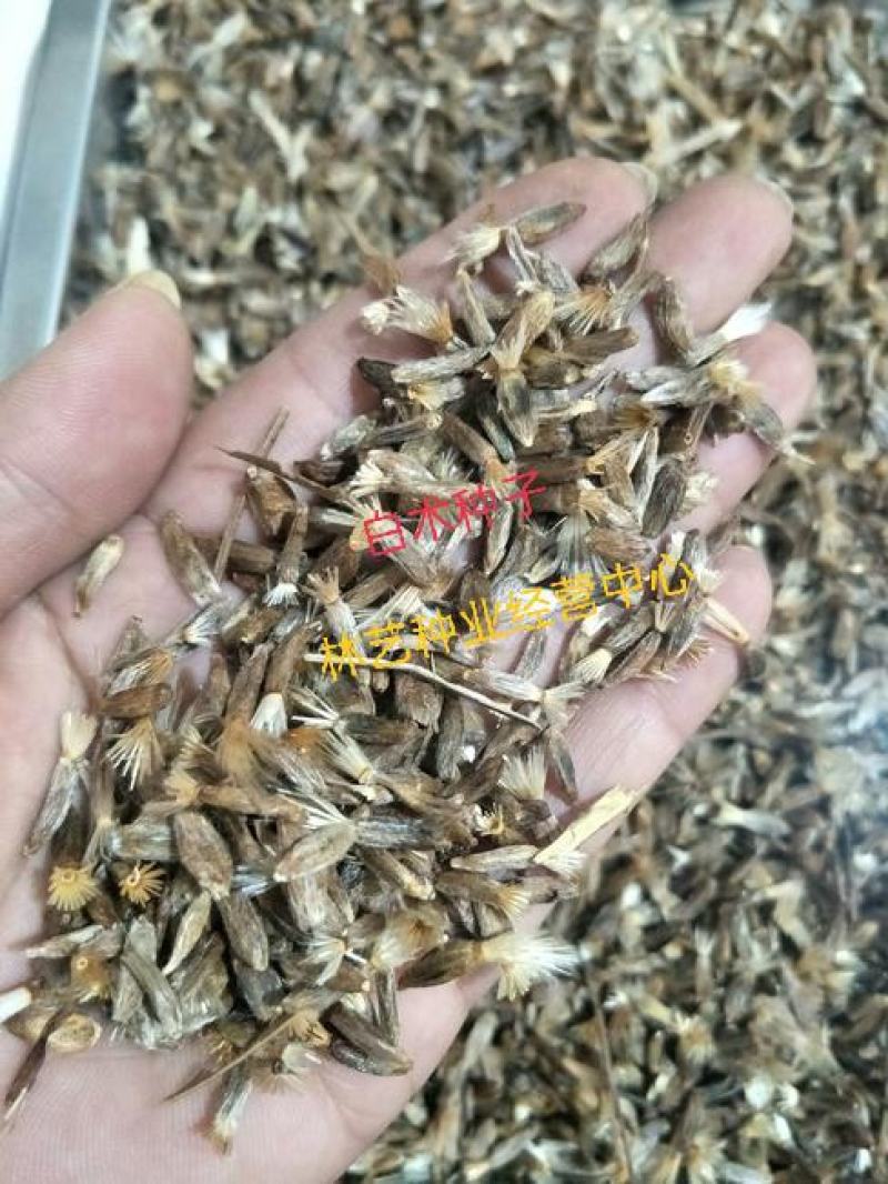 白术种子中药材种子改良白术种子冬白术种子苍术种子