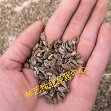 白术种子中药材种子改良白术种子冬白术种子苍术种子
