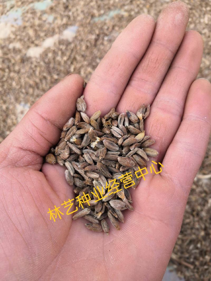 白术种子中药材种子改良白术种子冬白术种子苍术种子