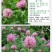 进口白三叶草种子红三叶草籽护坡草坪四季果园绿肥牧草多年生